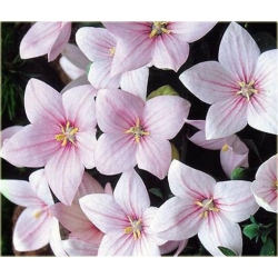 bylina Platykodon Rozwar B242